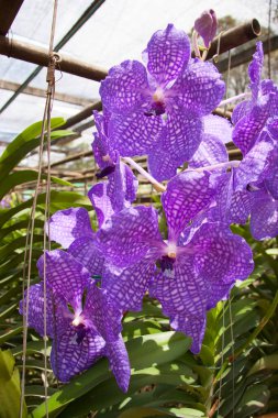 Seralardaki güzel çiçekler