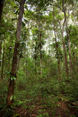 Yeşil yağmur ormanlarının güzel manzarası
