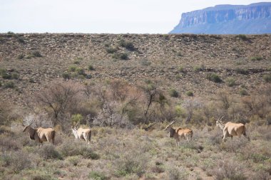 Büyük Kudu, yayılım gösterir: strepsiceros