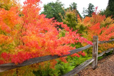 Ağaçlar ve yapraklarla dolu güzel sonbahar manzarası