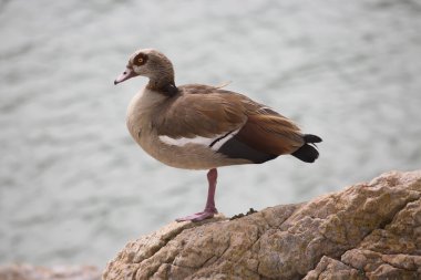 Mısır kaz, alopochen aegyptiaca