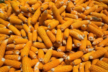 Kurumak için güneşte yatan mısırlar ve tarladan toplanan taze mahsuller.