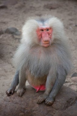 Şirin bir maymunun yakın plan fotoğrafı.