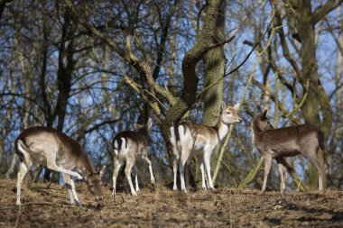 Ormandaki vahşi geyik sürüsü
