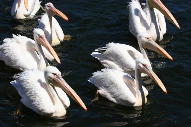 Nehir üzerindeki pelikanlar (Pelecanus onocrotalus)