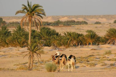 Çölde develerin üzerinde gezen insanların manzarası.