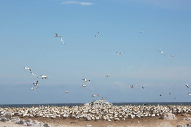 Sahildeki doğal yaşam alanındaki deniz kuşları sürüsü.