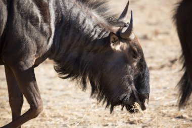 Siyah antilop ya da beyaz kuyruklu gnu, Connochaetes Gnou, açık ovalarda yürüyor.