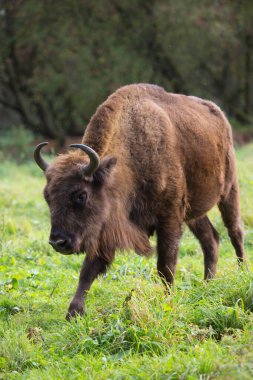 Bilge ya da Avrupalı bizon, bizon bonasus yeşil bir çayırda orman kenarında yürüyor.