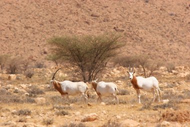 Palamut boynuzlu antilop sürüsü, Oryx dammah, Sahra Çölü 'ndeki korkunç önlüklerin arasında yürüyorlar.