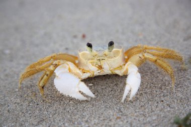 Atlantik hayalet yengeci, Ocypode dörtlüsü alçak gelgitte sahilde yanlamasına yürüyor