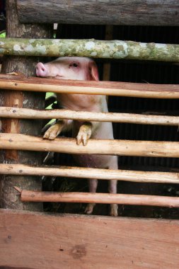 Ahırdaki domuza yaklaş..