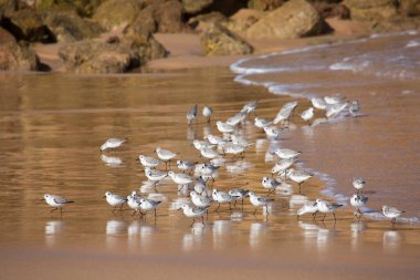 Portekiz sahilinde martılar