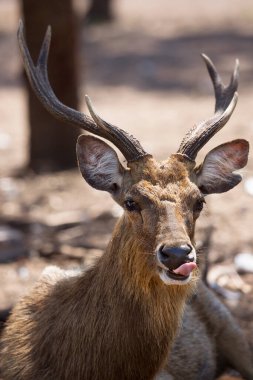 Ormandaki bir geyiğe yaklaş.