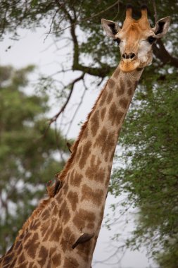 Vahşi yaşam, Afrika 'daki zürafa manzarası