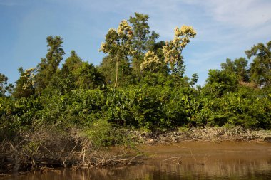 Tropikal bir nehrin kıyısında ayakta duran mangrov ağacı kökleri