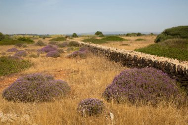 Yazın lavanta tarlası