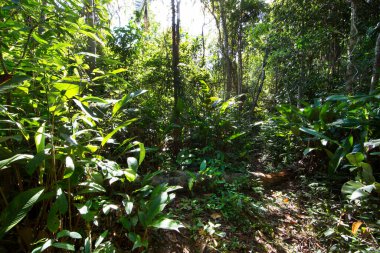Güzel botanik çekimi, tropik yeşillik