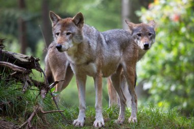 Avrasyalı ya da sıradan kurtlar, Canis lupus, ormanda gözcülük yapıyor ve yürüyor.