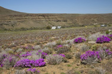 Çayırda açan güzel çiçekler
