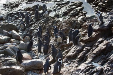 Yürüyen ve hareket halindeki Afrikalı ya da siyah ayaklı penguen sfenisküs demersus, Betty 's Bay' deki kayalık sahilde bir koloni.