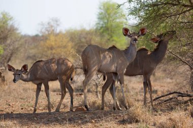 Savanadaki vahşi antilop manzarası  