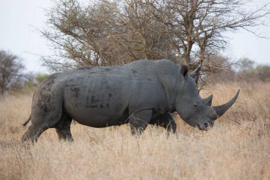Beyaz ya da kare dudaklı gergedan, Ceratotherium simum, ovada yürüyor.