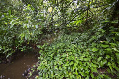 Brezilya 'nın Atlantik yağmur ormanı adı verilen aşılmaz bir bitki karışıklığı ile yoğun tropikal bulut ormanı