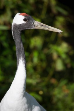 Beyaz bir leyleğe yaklaş