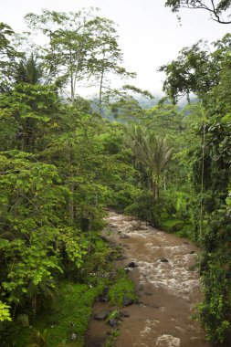 Yeşil orman sahnesinde akan kayalık nehir
