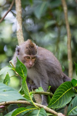 Yengeç yiyen ya da uzun kuyruklu macaque, Macaca fascicularis, bölgeyi rahatça gözlemliyor.