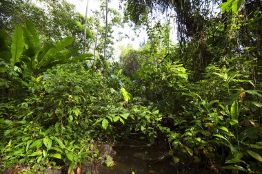 Brezilya 'nın Atlantik yağmur ormanı adı verilen aşılmaz bir bitki karışıklığı ile yoğun tropikal bulut ormanı