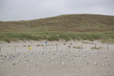 Sahilde bir martı sürüsü