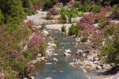 Doğanın güzel manzarası