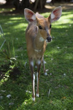 Vahşi doğadaki en tatlı geyik manzarası