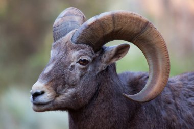 Bighorn koyunlarının başı, Ovis Canadensis.