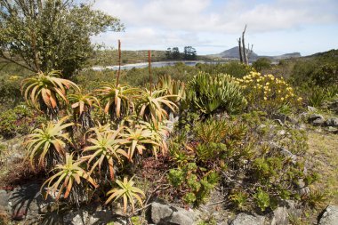 Çöldeki çeşitli bitkilerin güzel manzarası  