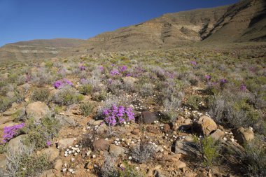 Çiçekler ve bitkilerle dolu güzel bir manzara. 