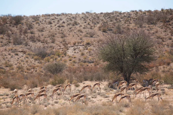 Springfield, Antidorcas Marsupialis, çölün kuru otlaklarında yürüyor ve otluyor.