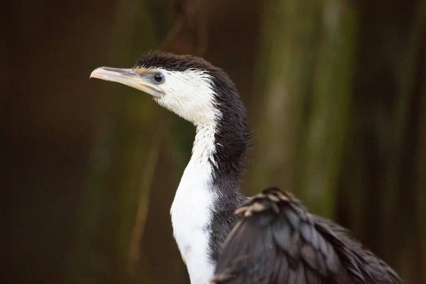 Nahaufnahme Eines Straußes Nest — Stockfoto