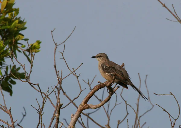 Pájaro Árbol —  Fotos de Stock