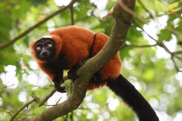 Singe Rouge Assis Sur Une Branche Arbre — Photo