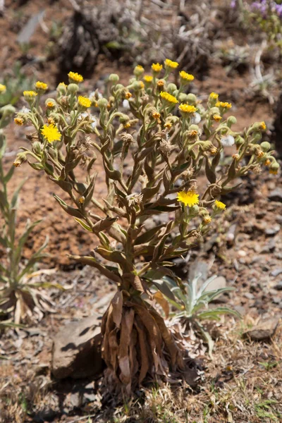 Mooie Bloemen Voorjaarstuin — Stockfoto