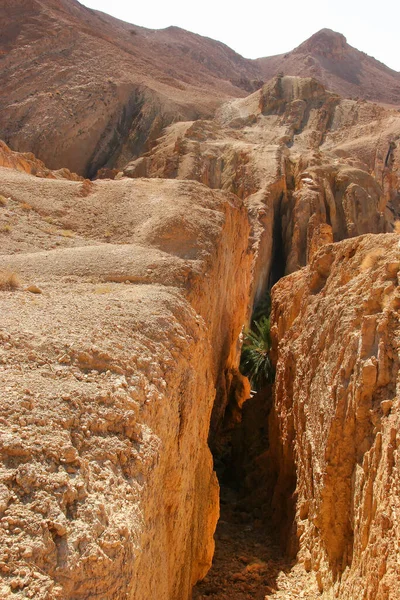 Vista Palma Entre Rochas Deserto — Fotografia de Stock