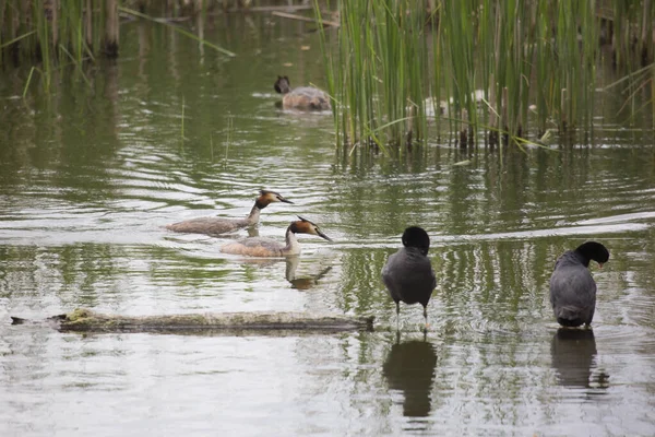 Grande Grebe Crested Uccello Acquatico Podiceps Cristatus — Foto Stock