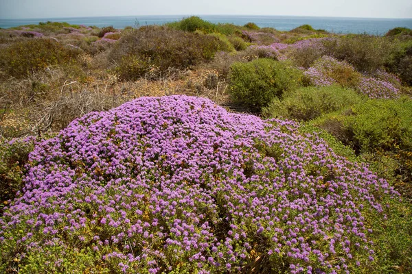 Vackra Blommor Trädgården — Stockfoto