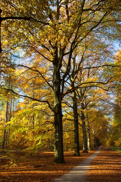 Höst Landskap Med Träd Och Blad — Stockfoto