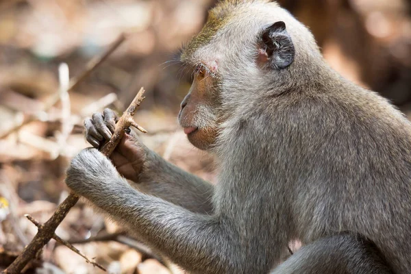 一只可爱的猴子的特写镜头 — 图库照片