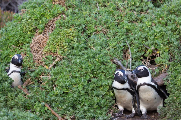 Пара Пингвинов Гнезде Короля Моря — стоковое фото