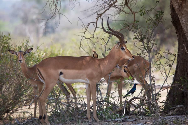 Grupo Antílopes Selvagens Savana — Fotografia de Stock